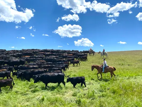 Cowboys on horseback herd a large group of cattle across a grassy field.