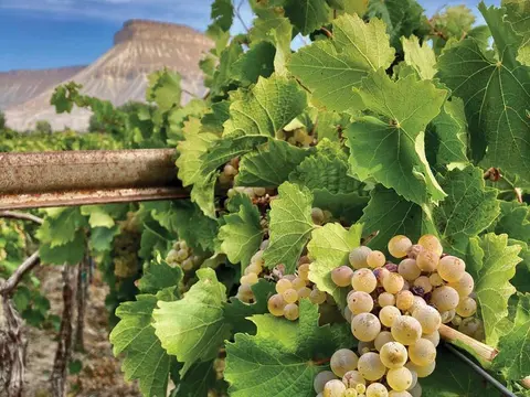 A close-up view of a grapevine with clusters of ripe grapes and a mountain in the background.