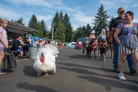 A white turkey walks on asphalt at an outdoor community event with people and ponies.