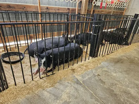 Several black pigs lie in pens inside a barn.