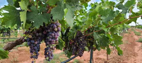 Bunches of grapes hang from vines in a vineyard.