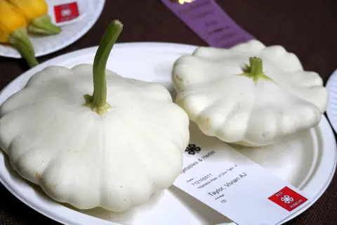A close-up photograph of white pattypan squash displayed on a paper plate with an entry tag.