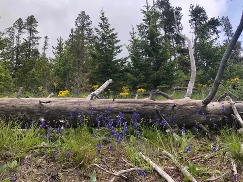 A fallen log rests in a grassy forest clearing filled with purple and yellow wildflowers.