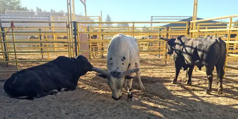 Bulls in pens, Snake River Stampede.