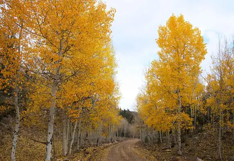 A dirt road winds through a forest of trees with bright yellow autumn leaves.