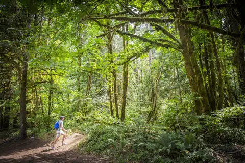 A person hikes on a trail through a lush green forest.