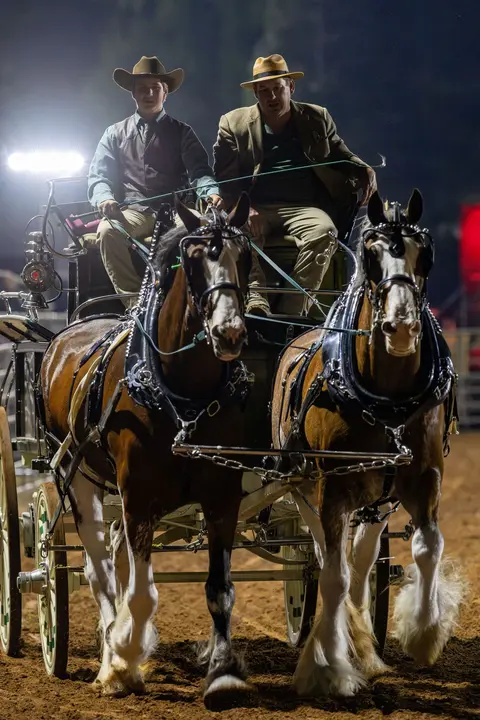 Two men drive a horse-drawn carriage.
