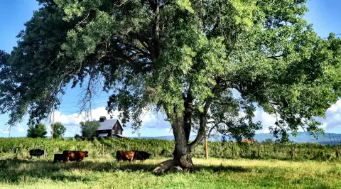 Cows graze in a grassy field under a large leafy tree with a barn and vineyard in the background.