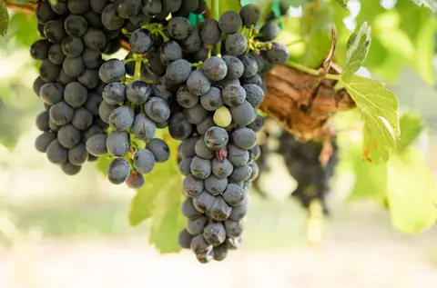 A close-up of ripe purple grapes hanging on a vine.
