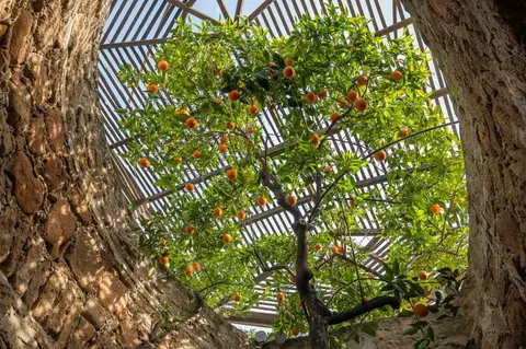 An orange tree viewed from below through a stone opening with a wooden trellis.