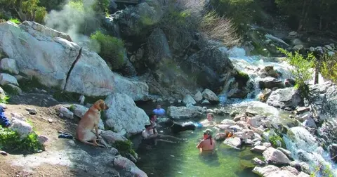 People and dogs relaxing in a natural hot spring by a stream.