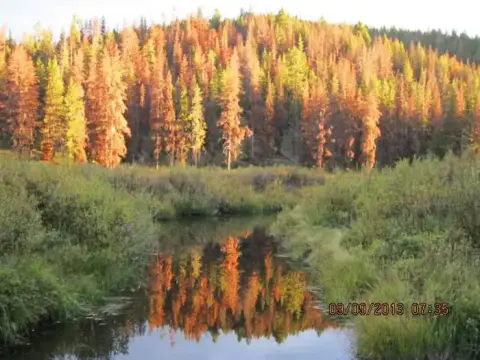 A narrow stream reflects tall trees with orange and green foliage under a clear sky.