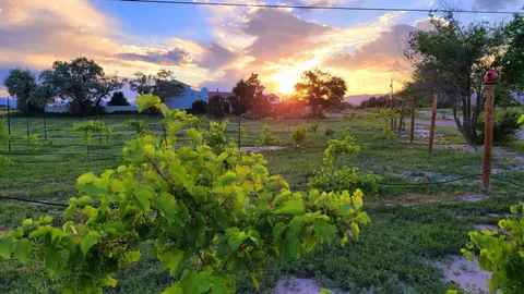 A vineyard at sunset with green grapevines in the foreground.