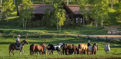 A cowboy rides a horse while herding a group of horses in a grassy pasture near a cabin.