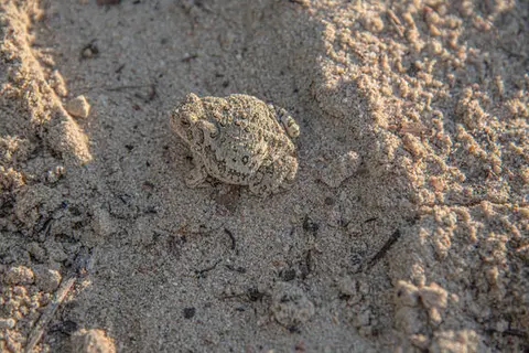 A toad sits on sandy soil.