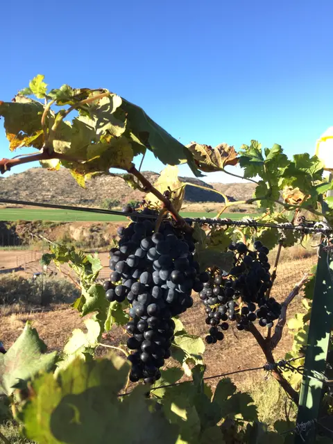 Ripe dark grapes hang from a vine in a vineyard with hills in the background.