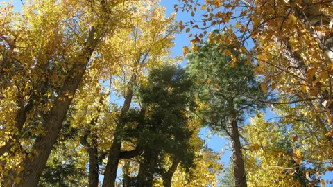 A view looking up through autumn-colored trees towards a blue sky.