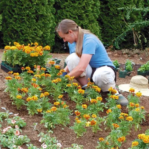 A woman is planting flowers in a garden.