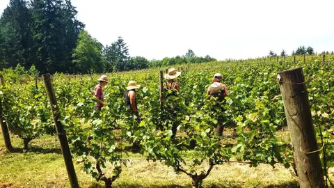 People working in a vineyard with rows of grapevines.