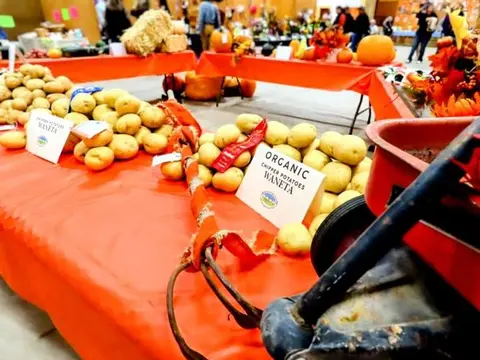 Potatoes displayed on tables with signs inside a building.