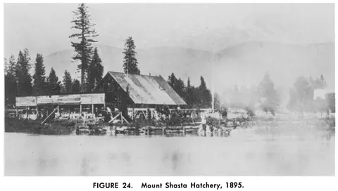 Historic black and white photograph of a wooden building near water with tall trees.
