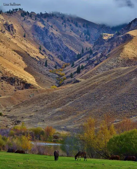 Horses graze in a grassy field below a mountain valley with sparse trees.