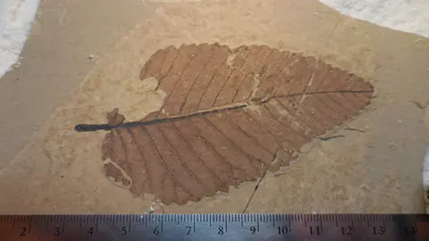 A fossilized leaf preserved in stone with a ruler for scale.