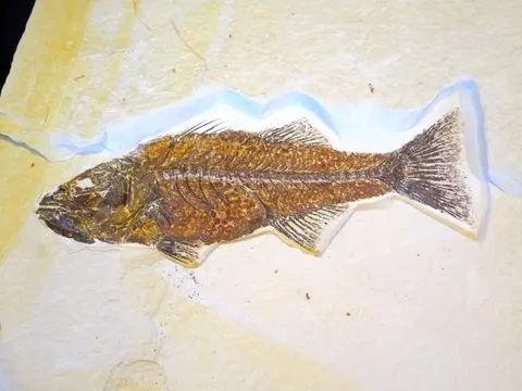 A fossilized fish preserved in stone.