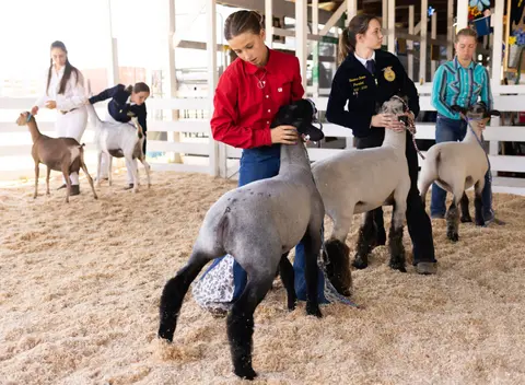 Several young handlers show sheep and goats in a livestock pavilion.