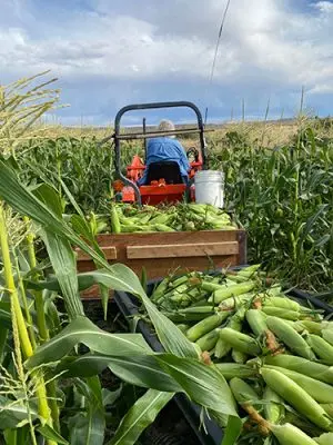 A person driving a small tractor through a cornfield, harvesting corn into bins.