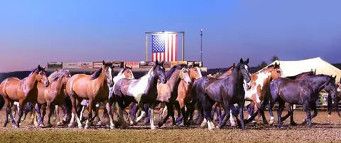 A herd of horses runs across a dirt arena in front of an American flag at dusk.