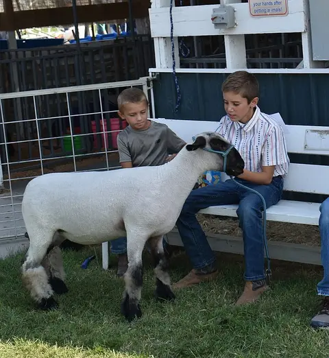 Two boys pose with a sheep on a leash next to a white bench outdoors.