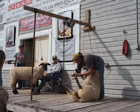 A person shears a sheep on a wooden porch while others watch.