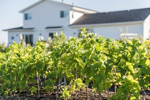 A row of green plants with a white house in the background.