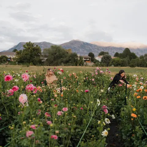 Two women picking flowers in a large field with mountains in the background.