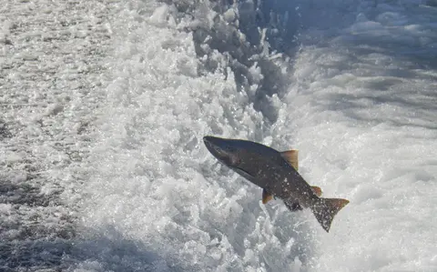 A fish jumps through rushing water.
