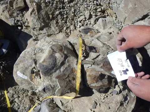 A photograph shows a fossil specimen being measured with a tape measure next to a label.