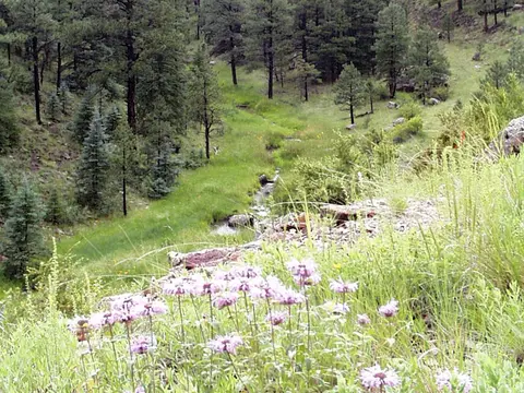 A small stream running through a green mountain valley with pine trees and wildflowers.