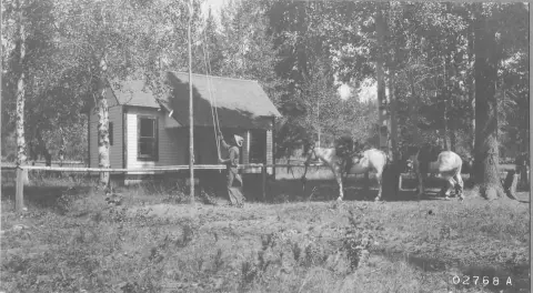 Black and white historic photo showing a person raising a flag outside a small wooden building with horses nearby.