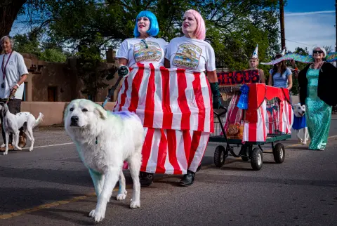 People dressed in costumes walk with dogs in a parade.
