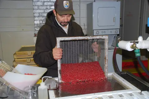 A man uses a wire mesh tray to sort red fish eggs indoors.