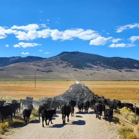 A large herd of cattle being driven down a dirt road in a valley toward distant mountains.