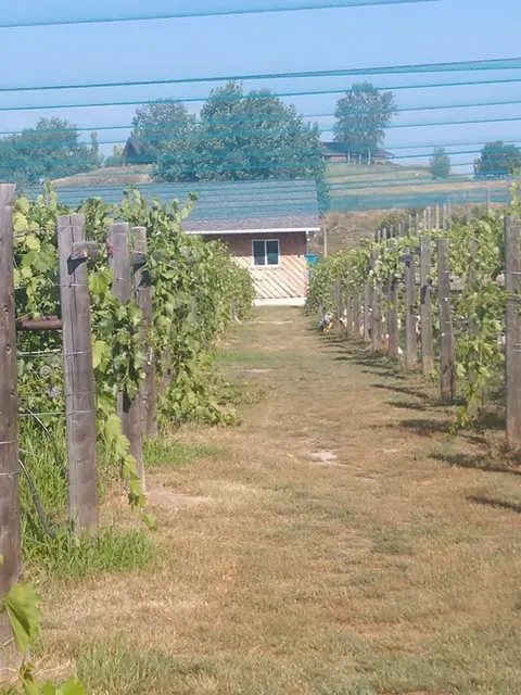 A view down a row of grapevines with a small building in the distance.