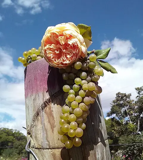 A cluster of green grapes and a yellow rose placed on a wooden post against a cloudy blue sky.