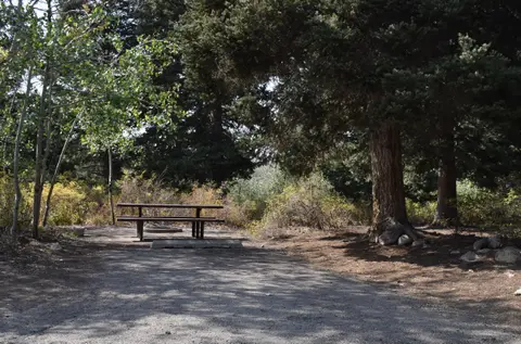 A picnic table sits in a shaded area surrounded by trees and brush.