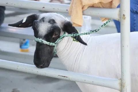 A sheep in a pen looks toward the camera.
