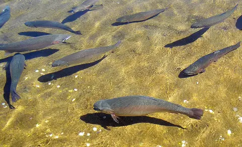 A group of trout swimming in shallow, clear water.