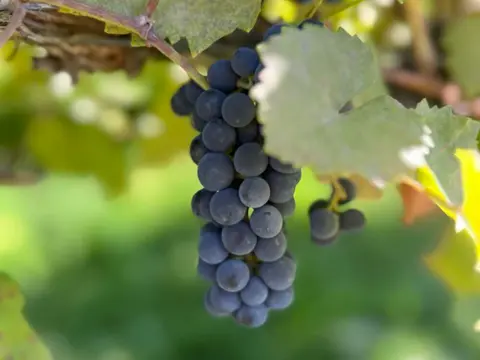 A bunch of dark grapes hanging on a vine among green leaves.