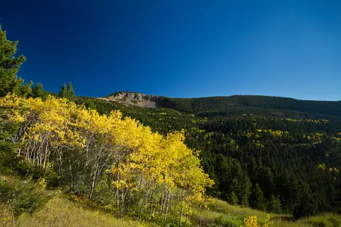 A landscape featuring bright yellow autumn trees on a forested hillside under a clear blue sky.