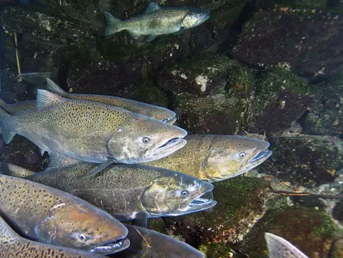 An underwater photograph shows several fish swimming near rocky riverbeds.